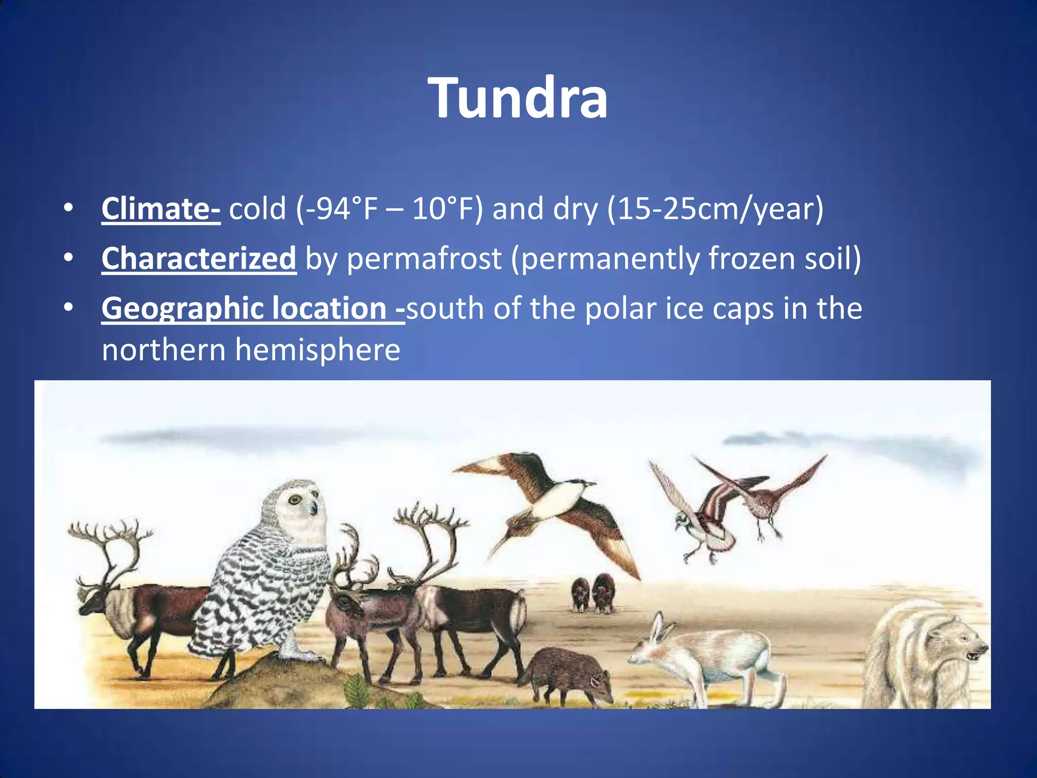 TundraClimate- cold (-94°F – 10°F) and dry (15-25cm/year)Characterized by permafrost (permanently frozen soil)Geographic location -south of the polar ice caps in the northern hemisphere
