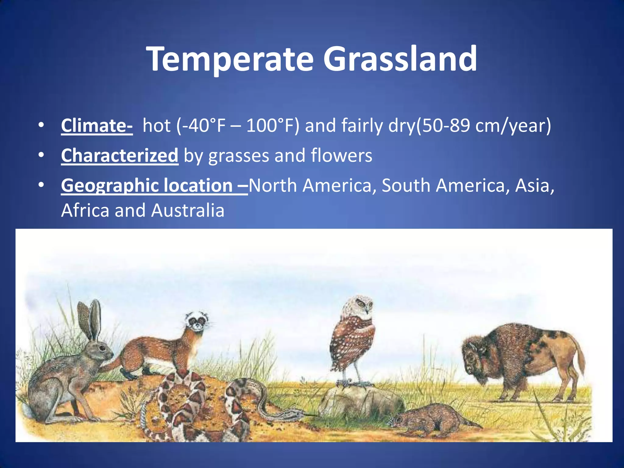 Temperate GrasslandClimate-  hot (-40°F – 100°F) and fairly dry(50-89 cm/year)Characterized by grasses and flowersGeographic location –North America, South America, Asia, Africa and Australia