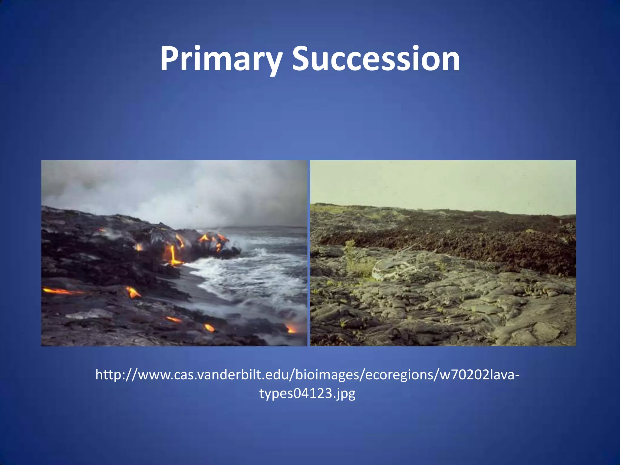Primary Successionhttp://www.cas.vanderbilt.edu/bioimages/ecoregions/w70202lava-types04123.jpg