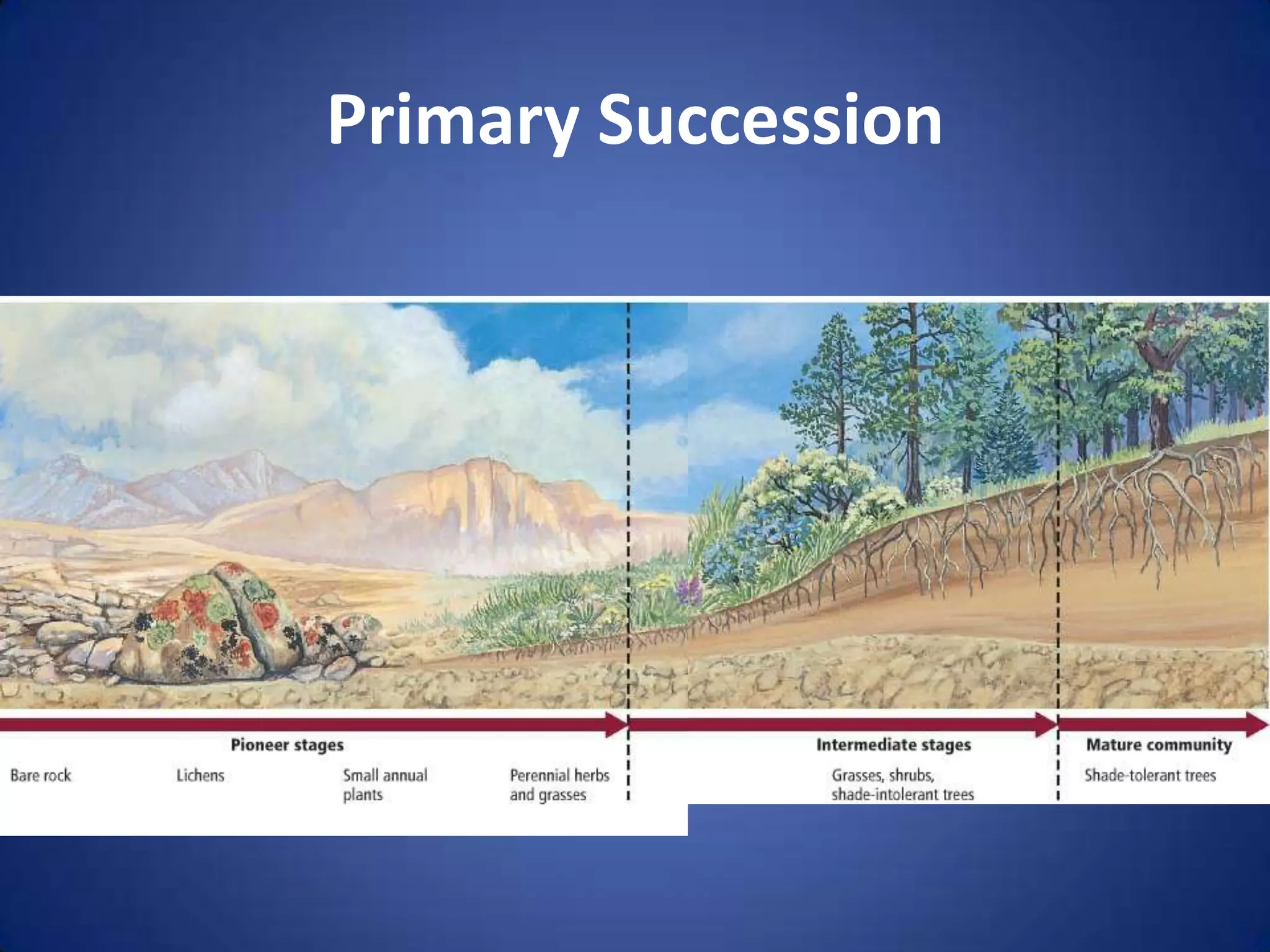 Primary Succession