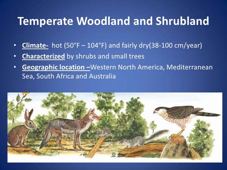 mediterranean woodlands ecosystem essay Forest ecosystem essays (examples) calabri, g (1982) recent evolution and prospects for the mediterranean region, forest fire prevention and control proceedings of an international seminar as well as raw commodities that support life nevertheless, mankind continues to trash the woodlands, and as such jeopardize the future of the. mediterranean woodlands ecosystem essay Forest ecosystem essays (examples) calabri, g (1982) recent evolution and prospects for the mediterranean region, forest fire prevention and control proceedings of an international seminar as well as raw commodities that support life nevertheless, mankind continues to trash the woodlands, and as such jeopardize the future of the.