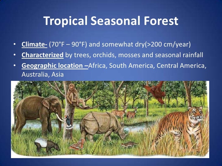 tropical seasonal forest