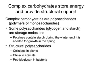Complex carbohydrates store energy
   and provide structural support
Complex carbohydrates are polysaccharides
  (polymers of monosaccharides)
• Some polysaccharides (glycogen and starch)
  are storage molecules
  – Potatoes contain starch during the winter until it is
    needed for growth in the spring
• Structural polysaccharides
  – Cellulose in plants
  – Chitin in animals
  – Peptidoglycan in bacteria
 