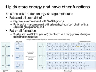 Lipids store energy and have other functions
Fats and oils are rich energy-storage molecules
• Fats and oils consist of
   – Glycerol – a compound with 3 –OH groups
   – Fatty acids – a compound with a long hydrocarbon chain with a
     –COOH group at one end
• Fat or oil formation
   – 3 fatty acids (-COOH portion) react with –OH of glycerol during a
     dehydration reaction
 