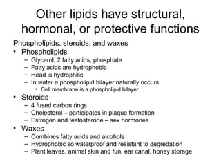 Other lipids have structural,
  hormonal, or protective functions
Phospholipids, steroids, and waxes
• Phospholipids
   –   Glycerol, 2 fatty acids, phosphate
   –   Fatty acids are hydrophobic
   –   Head is hydrophilic
   –   In water a phospholipid bilayer naturally occurs
        • Cell membrane is a phospholipid bilayer
• Steroids
   – 4 fused carbon rings
   – Cholesterol – participates in plaque formation
   – Estrogen and testosterone – sex hormones
• Waxes
   – Combines fatty acids and alcohols
   – Hydrophobic so waterproof and resistant to degredation
   – Plant leaves, animal skin and fun, ear canal, honey storage
 