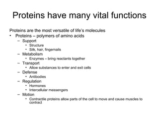 Proteins have many vital functions
Proteins are the most versatile of life’s molecules
• Proteins – polymers of amino acids
    – Support
        • Structure
        • Silk, hair, fingernails
    – Metabolism
        • Enzymes – bring reactants together
    – Transport
        • Allow substances to enter and exit cells
    – Defense
        • Antibodies
    – Regulation
        • Hormones
        • Intercellular messengers
    – Motion
        • Contractile proteins allow parts of the cell to move and cause muscles to
          contract
 