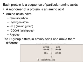 Each protein is a sequence of particular amino acids
• A monomer of a protein is an amino acid
• Amino acids have
  – Central carbon
  – Hydrogen atom
  – -NH2 (amino group)
  – -COOH (acid group)
  – R group
The R group differs in amino acids and make them
  different
 