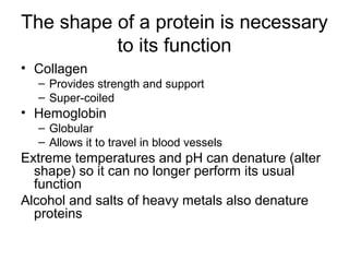 The shape of a protein is necessary
          to its function
• Collagen
  – Provides strength and support
  – Super-coiled
• Hemoglobin
  – Globular
  – Allows it to travel in blood vessels
Extreme temperatures and pH can denature (alter
  shape) so it can no longer perform its usual
  function
Alcohol and salts of heavy metals also denature
  proteins
 