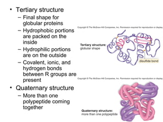 • Tertiary structure
   – Final shape for
     globular proteins
   – Hydrophobic portions
     are packed on the
     inside
   – Hydrophilic portions
     are on the outside
   – Covalent, ionic, and
     hydrogen bonds
     between R groups are
     present
• Quaternary structure
   – More than one
     polypeptide coming
     together
 