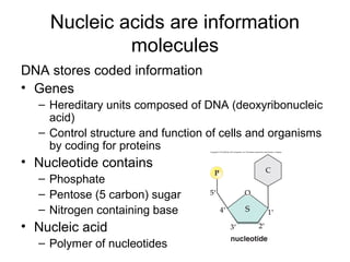 Nucleic acids are information
             molecules
DNA stores coded information
• Genes
  – Hereditary units composed of DNA (deoxyribonucleic
    acid)
  – Control structure and function of cells and organisms
    by coding for proteins
• Nucleotide contains
  – Phosphate
  – Pentose (5 carbon) sugar
  – Nitrogen containing base
• Nucleic acid
  – Polymer of nucleotides
 