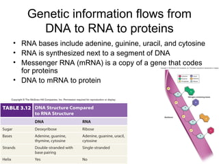 Genetic information flows from
      DNA to RNA to proteins
• RNA bases include adenine, guinine, uracil, and cytosine
• RNA is synthesized next to a segment of DNA
• Messenger RNA (mRNA) is a copy of a gene that codes
  for proteins
• DNA to mRNA to protein
 