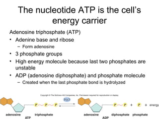 The nucleotide ATP is the cell’s
           energy carrier
Adenosine triphosphate (ATP)
• Adenine base and ribose
   – Form adenosine
• 3 phosphate groups
• High energy molecule because last two phosphates are
  unstable
• ADP (adenosine diphosphate) and phosphate molecule
   – Created when the last phosphate bond is hydrolyzed
 