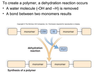 To create a polymer, a dehydration reaction occurs
• A water molecule (-OH and –H) is removed
• A bond between two monomers results
 
