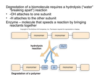 Degredation of a biomolecule requires a hydrolysis (“water”
  “breaking apart”) reaction
• -OH attaches to one subunit
• -H attaches to the other subunit
Enzyme – molecule that speeds a reaction by bringing
  reactants together
 