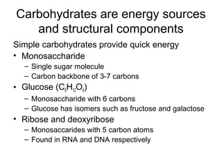 Carbohydrates are energy sources
   and structural components
Simple carbohydrates provide quick energy
• Monosaccharide
  – Single sugar molecule
  – Carbon backbone of 3-7 carbons
• Glucose (C6H12O6)
  – Monosaccharide with 6 carbons
  – Glucose has isomers such as fructose and galactose
• Ribose and deoxyribose
  – Monosaccarides with 5 carbon atoms
  – Found in RNA and DNA respectively
 