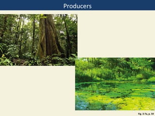 Producers




            Fig. 3-7a, p. 59
 