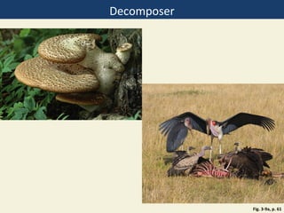 Decomposer




             Fig. 3-9a, p. 61
 