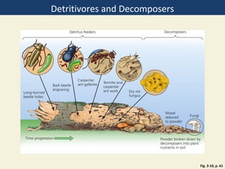Detritivores and Decomposers




                               Fig. 3-10, p. 61
 