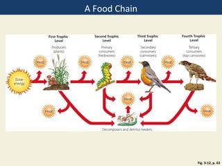 A Food Chain




               Fig. 3-12, p. 63
 