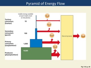 Pyramid of Energy Flow




                         Fig. 3-14, p. 65
 