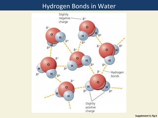 Hydrogen Bonds in Water




                          Supplement 4, Fig 6
 