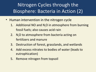 Nitrogen Cycles through the
    Biosphere: Bacteria in Action (2)
• Human intervention in the nitrogen cycle
   1. Additional NO and N2O in atmosphere from burning
      fossil fuels; also causes acid rain
   2. N2O to atmosphere from bacteria acting on
      fertilizers and manure
   3. Destruction of forest, grasslands, and wetlands
   4. Add excess nitrates to bodies of water (leads to
      eutrophication)
   5. Remove nitrogen from topsoil
 