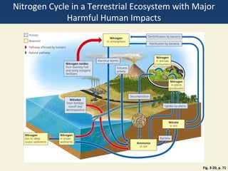 Nitrogen Cycle in a Terrestrial Ecosystem with Major
              Harmful Human Impacts




                                                Fig. 3-20, p. 71
 
