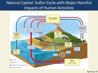 Natural Capital: Sulfur Cycle with Major Harmful
          Impacts of Human Activities




                                             Fig. 3-22, p. 74
 