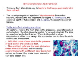 11
• This Acid-Fast stain binds only to bacteria that have a waxy material in
their cell wall.
• The technique separates species of Mycobacterium from other
bacteria, including the two important pathogens M. tuberculosis, the
causative agent of tuberculosis, and M. leprae, the causative agent of
leprosy.
• In the Acid-Fast staining procedure:
All bacteria receive the first stain in the procedure, a red stain called
carbolfuchsin (the slide is gently heated for several minutes). The slide
is cooled and washed with water. When Acid-alcohol is added
(decolorizer), all bacteria except Mycobacterium species lose the stain
and become transparent.
Differential Stains: Acid-Fast Stain
- Cells that retain a basic stain in the presence
of acid-alcohol are called acid-fast.
- Non–acid-fast cells lose the basic stain when
rinsed with acid-alcohol, and are usually
counterstained with a different color basic stain
such as methylene blue to see them. Non–acid-
fast cells appear blue.
 