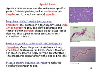 12
Special stains are used to color and isolate specific
parts of microorganisms, such as endospores and
flagella, and to reveal presence of capsules.
• Negative staining is useful for capsules.
Procedure: mix bacteria in a solution containing India
Ink or nigrosin to provide a dark background and
then stain with safranin. Capsule do not accept most
dyes and thus appear as halos surrounding each
stained bacterial cell.
• Heat is required to drive a stain into endospores.
Procedure: Malachite green, is used as a primary
stain. Heat to steaming for 5 min. Wash with water
for about 30 seconds. Apply safranin (counterstain).
The endospores appear green within red or pink cells.
• Flagella staining requires a mordant to make the
flagella wide enough to see.
Special Stains
 