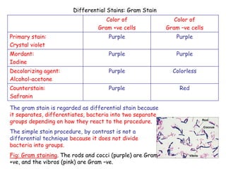 9
Differential Stains: Gram Stain
Color of
Gram +ve cells
Color of
Gram –ve cells
Primary stain:
Crystal violet
Purple Purple
Mordant:
Iodine
Purple Purple
Decolorizing agent:
Alcohol-acetone
Purple Colorless
Counterstain:
Safranin
Purple Red
The gram stain is regarded as differential stain because
it separates, differentiates, bacteria into two separate
groups depending on how they react to the procedure.
The simple stain procedure, by contrast is not a
differential technique because it does not divide
bacteria into groups.
Fig: Gram staining. The rods and cocci (purple) are Gram
+ve, and the vibros (pink) are Gram –ve.
 