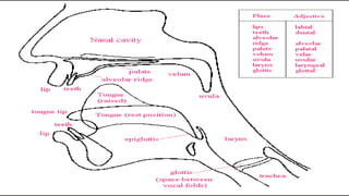 chapter3phonologylesson1-231112120139-c5c5ff08.pptx