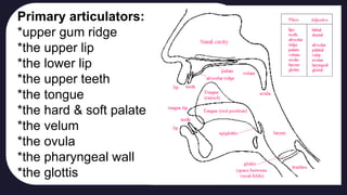 Primary articulators:
*upper gum ridge
*the upper lip
*the lower lip
*the upper teeth
*the tongue
*the hard & soft palate
*the velum
*the ovula
*the pharyngeal wall
*the glottis
 