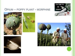 OPIUM – POPPY PLANT - MORPHINE
 