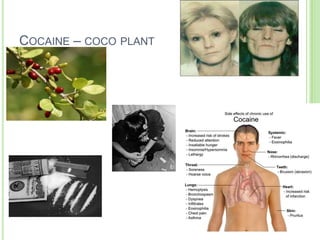 COCAINE – COCO PLANT
 