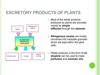 EXCRETORY PRODUCTS OF PLANTS
                  Most of the waste products
                   produced by plants are excreted
                   mainly by simple
                   diffusion through the stomata.


                  Nitrogenous wastes are mostly
                   converted into insoluble granules
                   which are kept within the plant
                   cells.


                  Waste products in the form of oil
                   droplets can be used to make
                   perfumes and aromatic oils.
 