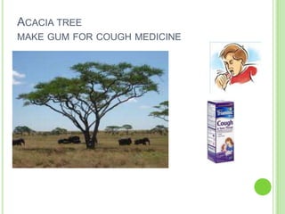 ACACIA TREE
MAKE GUM FOR COUGH MEDICINE
 