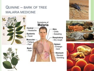 QUININE – BARK OF TREE
MALARIA MEDICINE
 