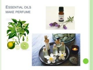 ESSENTIAL OILS
MAKE PERFUME
 