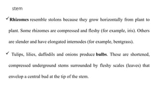 Comprehensive Study of Plant Morphology: Roots, Stems, Bark, and Buds ...
