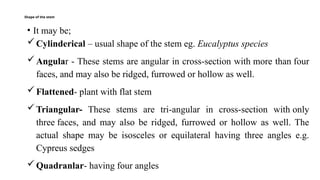 Comprehensive Study of Plant Morphology: Roots, Stems, Bark, and Buds ...