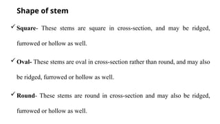 Comprehensive Study of Plant Morphology: Roots, Stems, Bark, and Buds ...