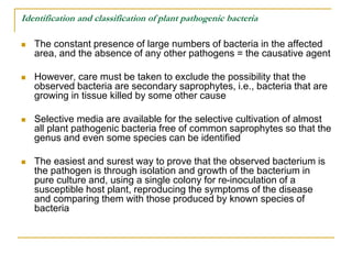 Identification and classification of plant pathogenic bacteria
 The constant presence of large numbers of bacteria in the...