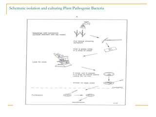 Schematic isolation and culturing Plant Pathogenic Bacteria
 
