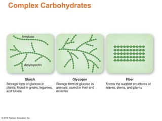 Complex Carbohydrates
© 2016 Pearson Education, Inc.
 