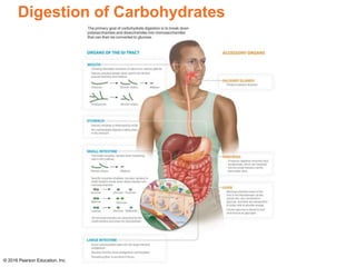 Digestion of Carbohydrates
© 2016 Pearson Education, Inc.
 