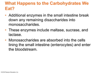 What Happens to the Carbohydrates We
Eat?
• Additional enzymes in the small intestine break
down any remaining disaccharides into
monosaccharides.
• These enzymes include maltase, sucrase, and
lactase.
• Monosaccharides are absorbed into the cells
lining the small intestine (enterocytes) and enter
the bloodstream.
© 2016 Pearson Education, Inc.
 