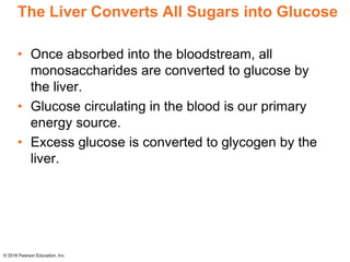 The Liver Converts All Sugars into Glucose
• Once absorbed into the bloodstream, all
monosaccharides are converted to glucose by
the liver.
• Glucose circulating in the blood is our primary
energy source.
• Excess glucose is converted to glycogen by the
liver.
© 2016 Pearson Education, Inc.
 