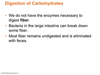 Digestion of Carbohydrates
• We do not have the enzymes necessary to
digest fiber.
• Bacteria in the large intestine can break down
some fiber.
• Most fiber remains undigested and is eliminated
with feces.
© 2016 Pearson Education, Inc.
 