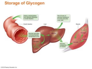 Storage of Glycogen
© 2016 Pearson Education, Inc.
 